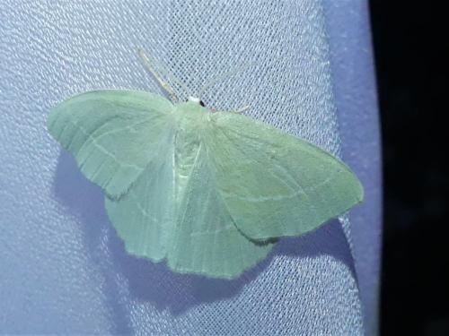 Hemistola chrysoprasaria